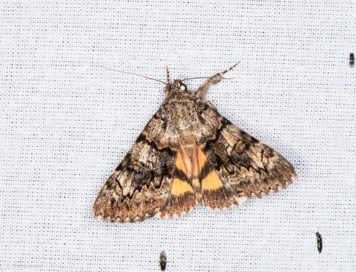 Catocala nymphagoga